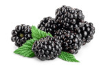 Blackberries